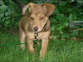 I Love my Dog