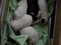 bull terrier cachorros con 6 dias bull terrier cachorros con 6 dias