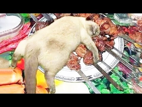 Funniest Cats 😹 - Don't try to hold back Laughter 😂 - Funny Cats Life