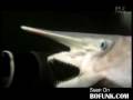Goblin Shark