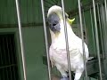 Sammy one of the talking bird from Jurong bird park