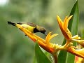 Sunbird feeding 300FPS
