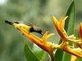 Sunbird feeding 300FPS