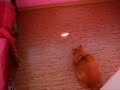 Реактивный Котяра - Прикол.