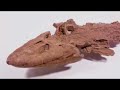 Intelligent Design vs. Evolution pt1