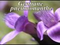 Film Le Claux Cantal 15