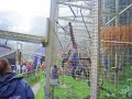 Monkey Sanctuary, Looe - Woolly Monkeys