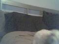 Shih Tzu video