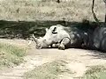 Wild sisters of Nakuru going for a ride