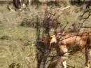Wild sisters of Nakuru going for a ride