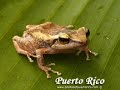 Puerto Rico Scenes Puerto Rico Scenes