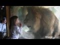 Lion tries to attack three-year-old girl