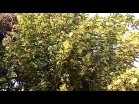 how to fertilize cestrum nocturnum