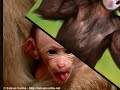 Fleibede abekatter, Funny mokeys Fleibede abekatter, Funny mokeys