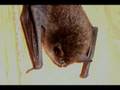 Bats In Alaska!