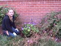How To Prune a Hardy Geranium or Cranesbill.AVI How To Prune a Hardy Geranium or Cranesbill.AVI
