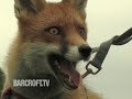 ROXY THE DOMESTICATED FOX