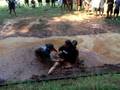 videos de wrestling at summer camp