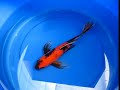 Utsuri Butterfly Koi