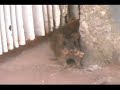 Ratas asesinas Ratas asesinas