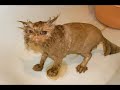 WET CATS AND DOGS WET CATS AND DOGS