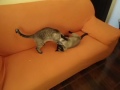 Click here to watch this video Dona Huga brincando com os gatos ciameses