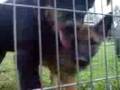 videos de FRANCO PAYTE BELGIAN MALINOIS 'BUDDY'