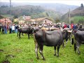 Feria de Cieza