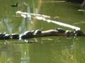 videos de Turtles