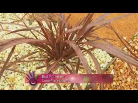how to plant cordylines