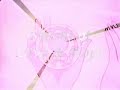 Senshi Tunes