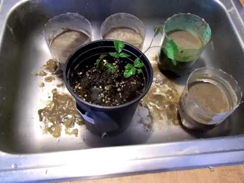 how to transplant aspen saplings