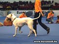 Népszigeti Kutyaiskola Bemutatója - Eurodogshow 2008