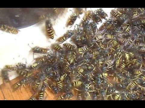 Wasp Sucking Machine