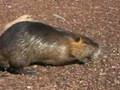 videos de NUTRIA / 10-28-08 / MOVIE # 2