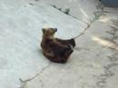 bear in the zoo