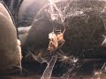 Spider gets a bug - Timelapse