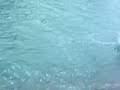 marlon ki envoi la bouteille de coca a 3 euro dans la mer !!va chercher allez les gars