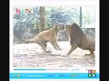 Tiger vs Lion.