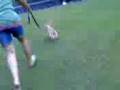 videos de Hyper Elmo.3gp