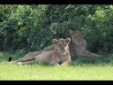 Uganda - Safari and adventures near Mitandi in Rwenzori Mts.