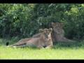 Uganda: Safari and adventures near Mitandi in Rwenzori Mts.