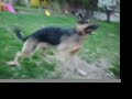 Dogs