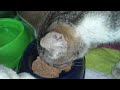 Click here to watch this video Gata e Bebés - SOSAnimal