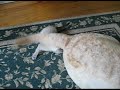 Foundling Kitten Plays with Dog\