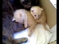 I gattini crescono