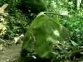 animales ineditos(vibora palo)