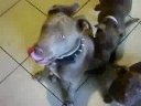 3 pitbulls