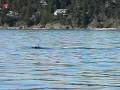 Transient-Orcas-I-Pu