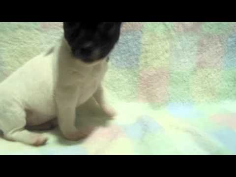 Friskey the rat terrier